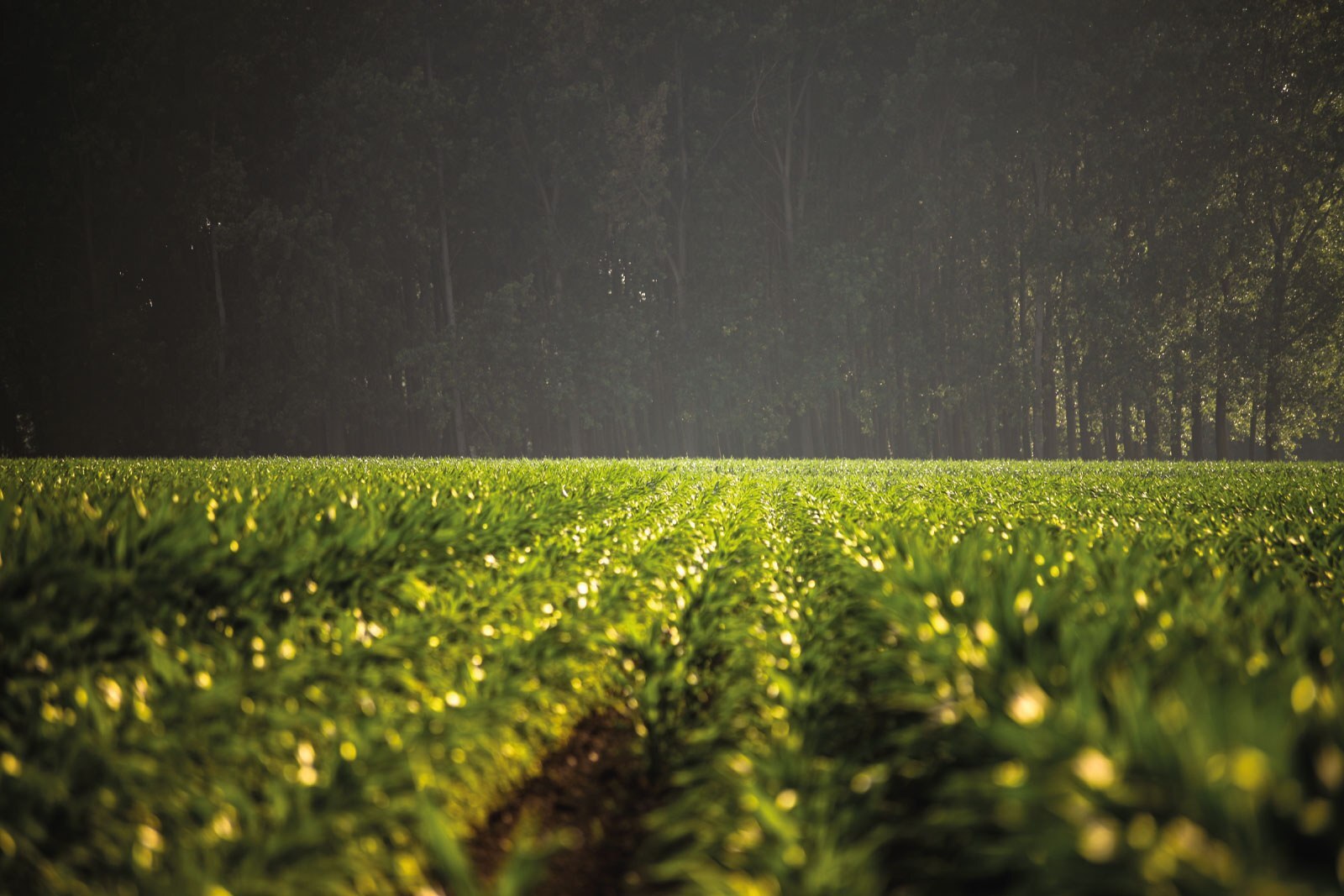 Cresce número de agricultores com acesso ao seguro rural