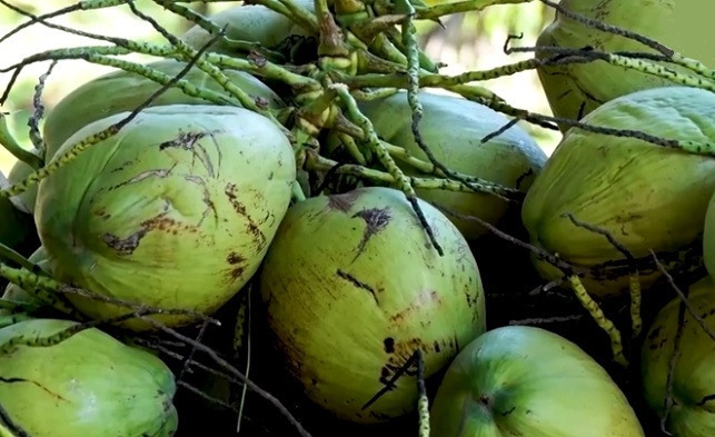 Produtores de coco do Ceará aumentam renda com assistência técnica do Senar