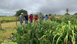Sistema Faese/Senar realiza Dia de Campo do Projeto Forrageiras para o Semiárido em Nossa Senhora da Glória