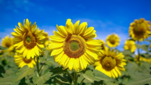 Girassol: assistência do Senar Goiás ajuda a expandir cultura no estado