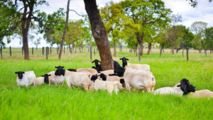 Aumentam a criação de ovinos e o número de produtores assistidos pelo Senar Goiás