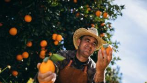 Nutrição do Solo para Cultivo de Frutíferas: conheça o curso gratuito do Senar totalmente online