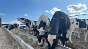 Projeto Campo Futuro realiza levantamento dos custos da produção de leite em Sergipe