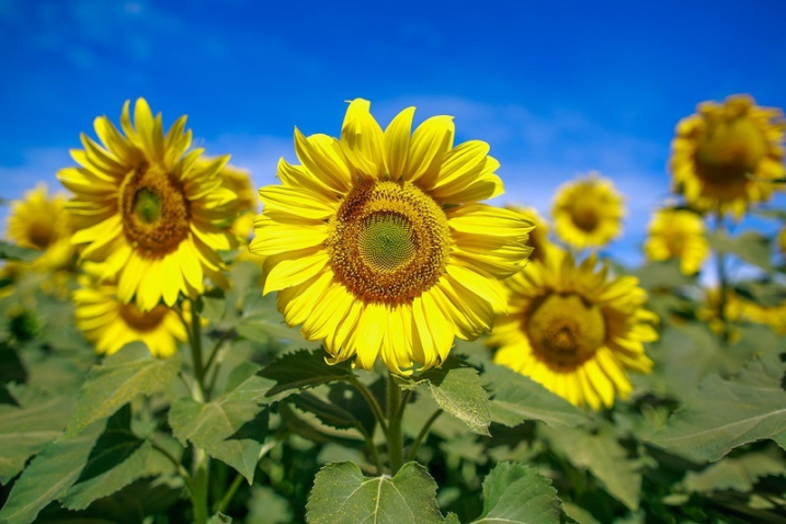 41523199854 850d158f75 c