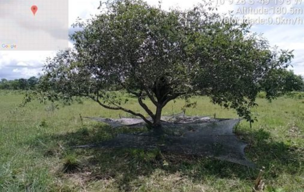 Estratégia de coleta de Murici – Fruto nativo do Cerrado