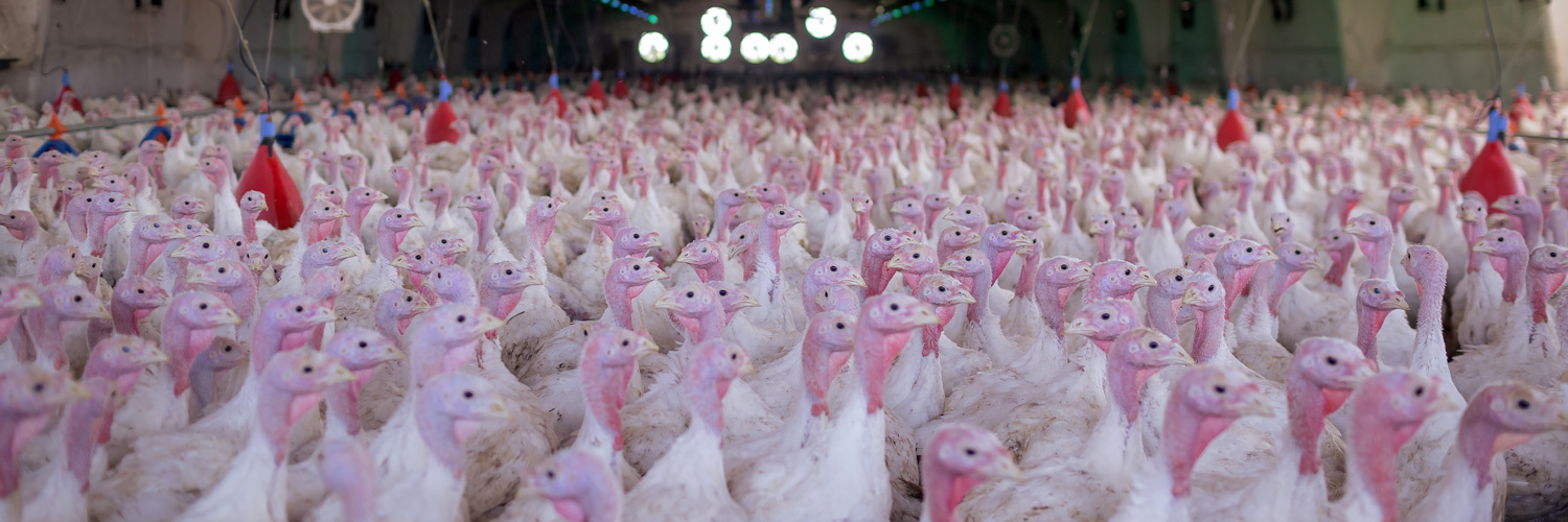 Na véspera do Natal, Paraná se firma como referência nacional na produção de peru