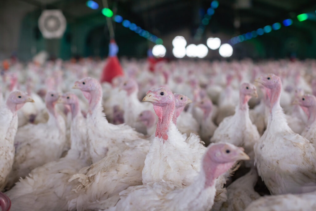 Paraná deve terminar 2025 com o maior crescimento na exportação de perus entre os estados da Região Sul