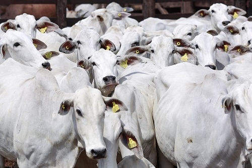 CNA volta a defender a exportação de animais vivos