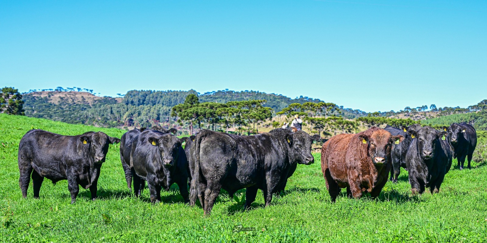 Divulgada mais uma atualização da pecuária de corte em Santa Catarina