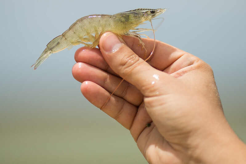 Produtores de camarão de Sergipe melhoram produtividade com ATeG