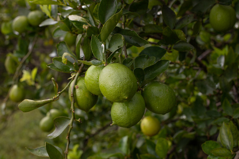 Campo Futuro analisa custos de produção de seis culturas