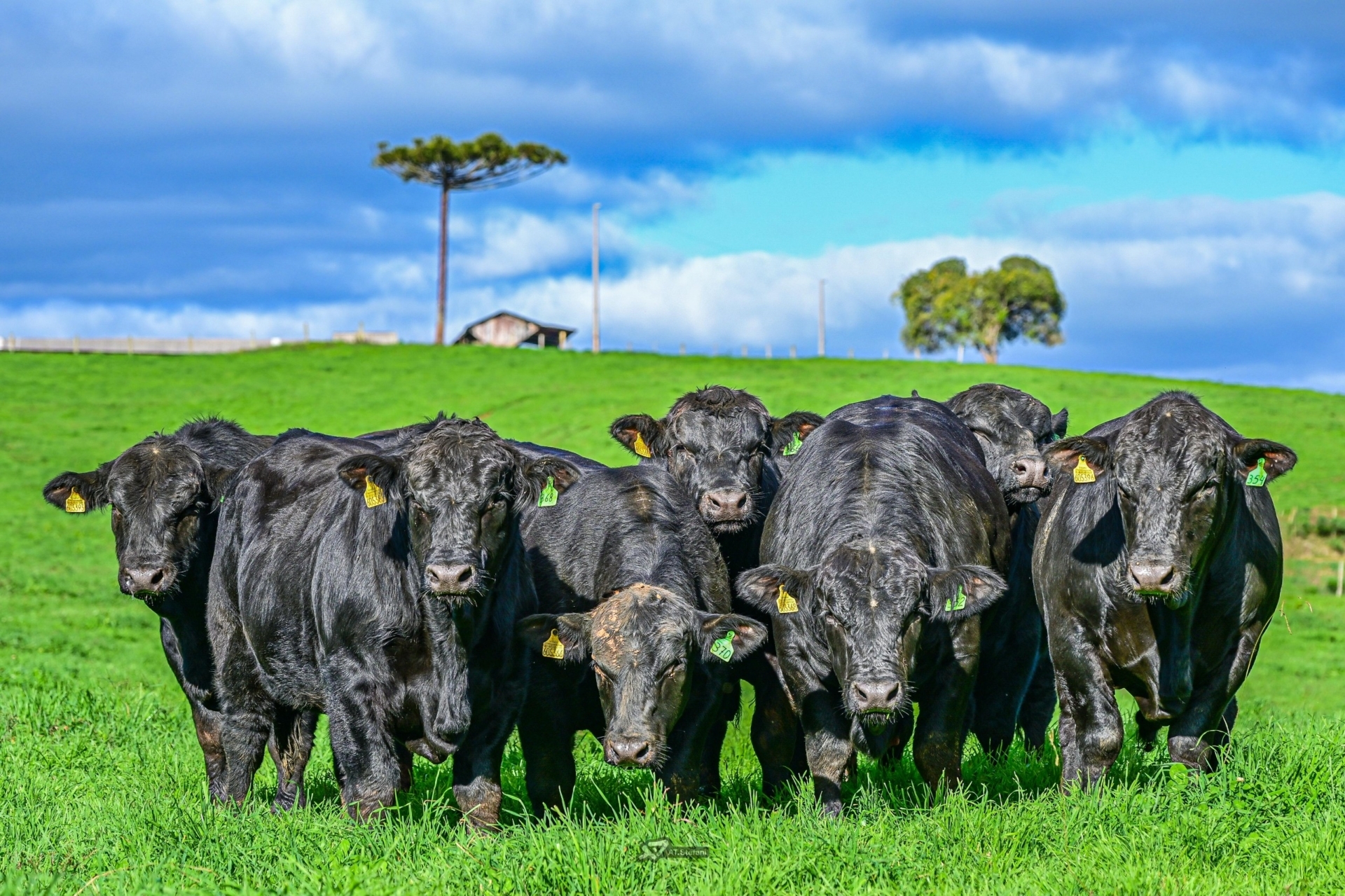 Confira atualização parcial dos leilões de touros desta semana em Santa Catarina