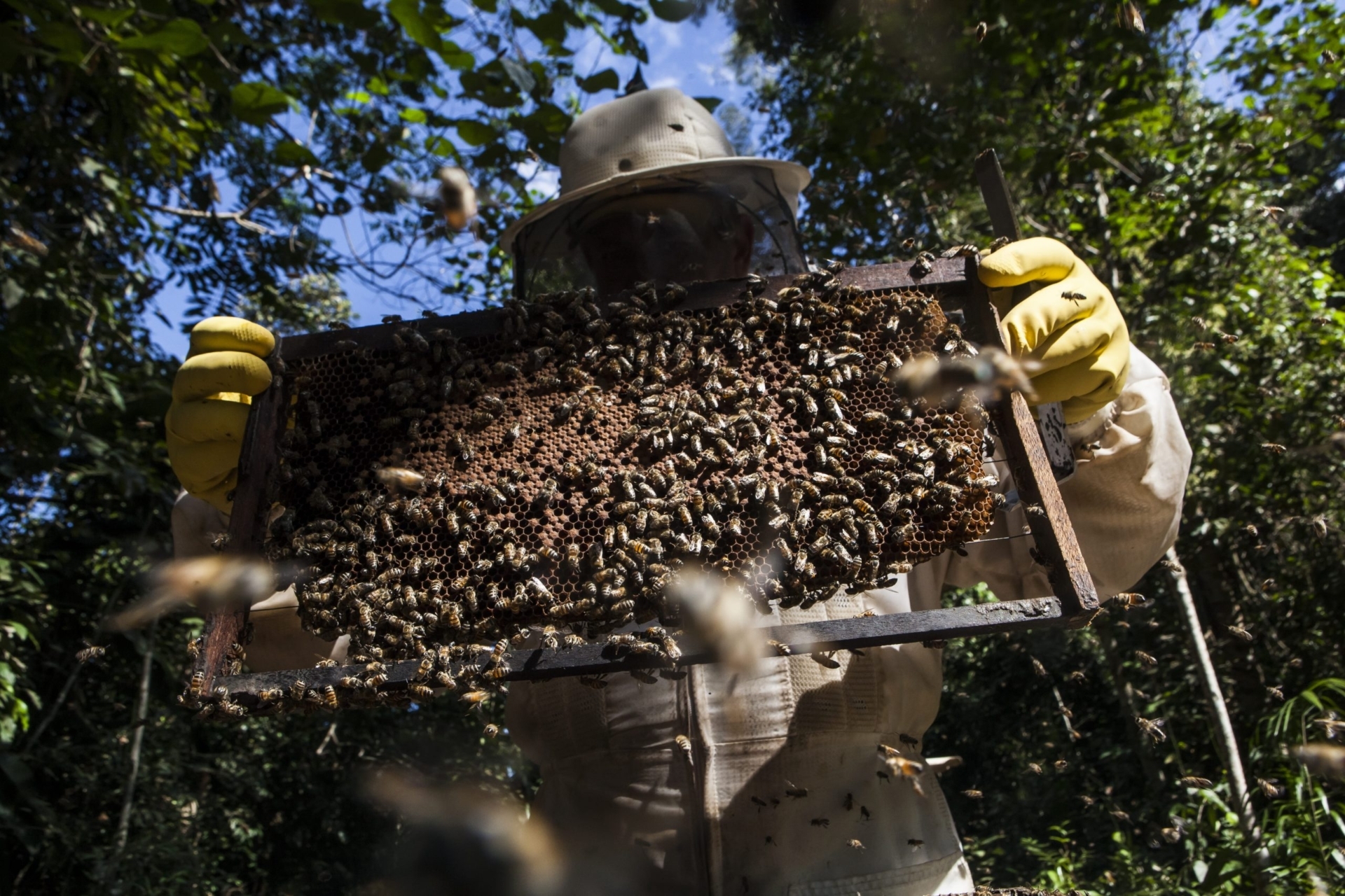Apicultores de Lucas do Rio Verde esperam desenvolvimento após ATeG