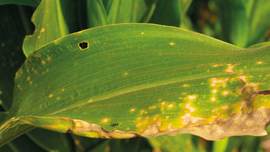 Pesquisa aponta soluções na tecnologia de aplicação para o milho