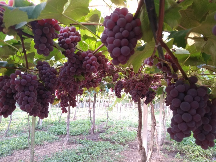 Videiras na propriedade em Flores da Cunha (RS)