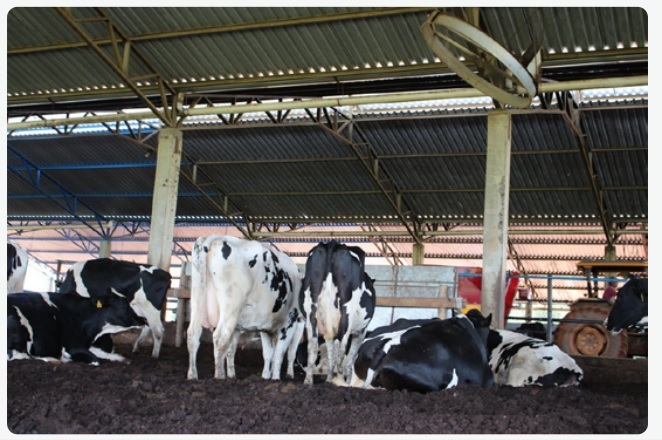 Senar lança cartilhas de bovinocultura de leite