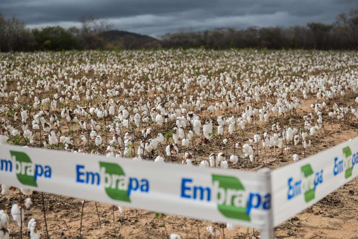 Faec participa de Dia de Campo voltado à revitalização do algodão no Ceará
