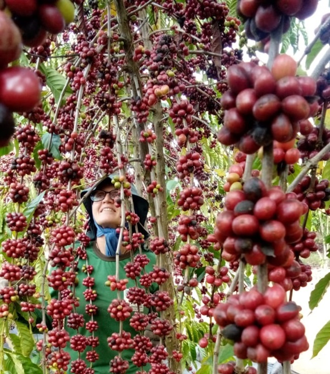 Dona Ediana na lavoura de café.