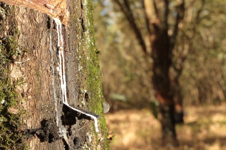 Heveicultura: Estudo da ATeG do Senar/MS demonstra potencial produtivo do segmento