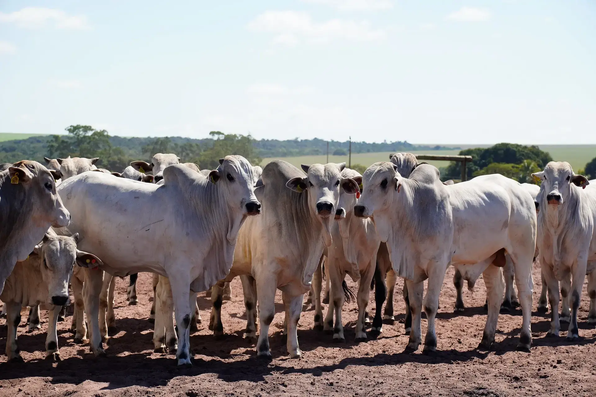 Confinamento bate recorde em MT e Imea projeta 928,7 mil cabeças em 2025