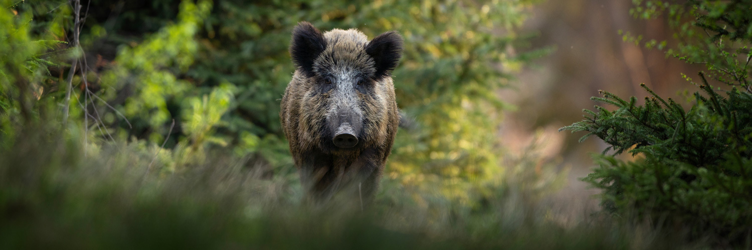 Pesquisa vai dimensionar a presença de javalis no meio rural