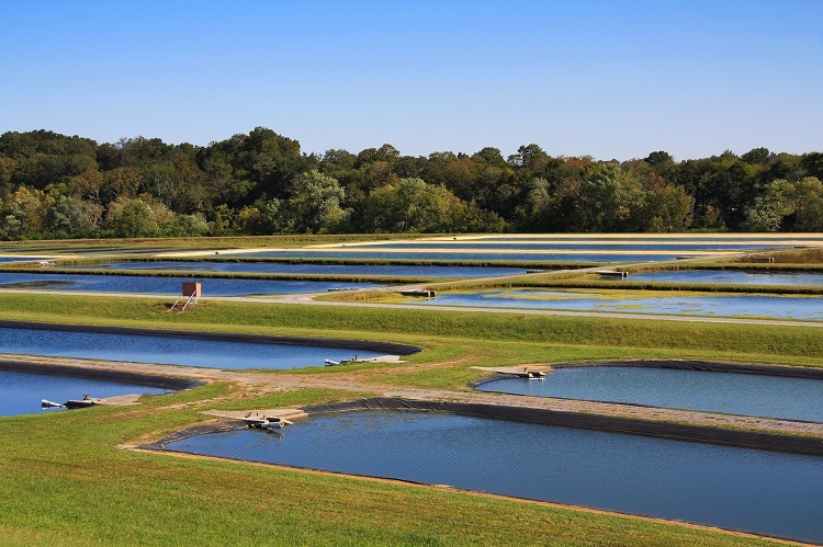 Um olho no peixe e outro no mercado internacional