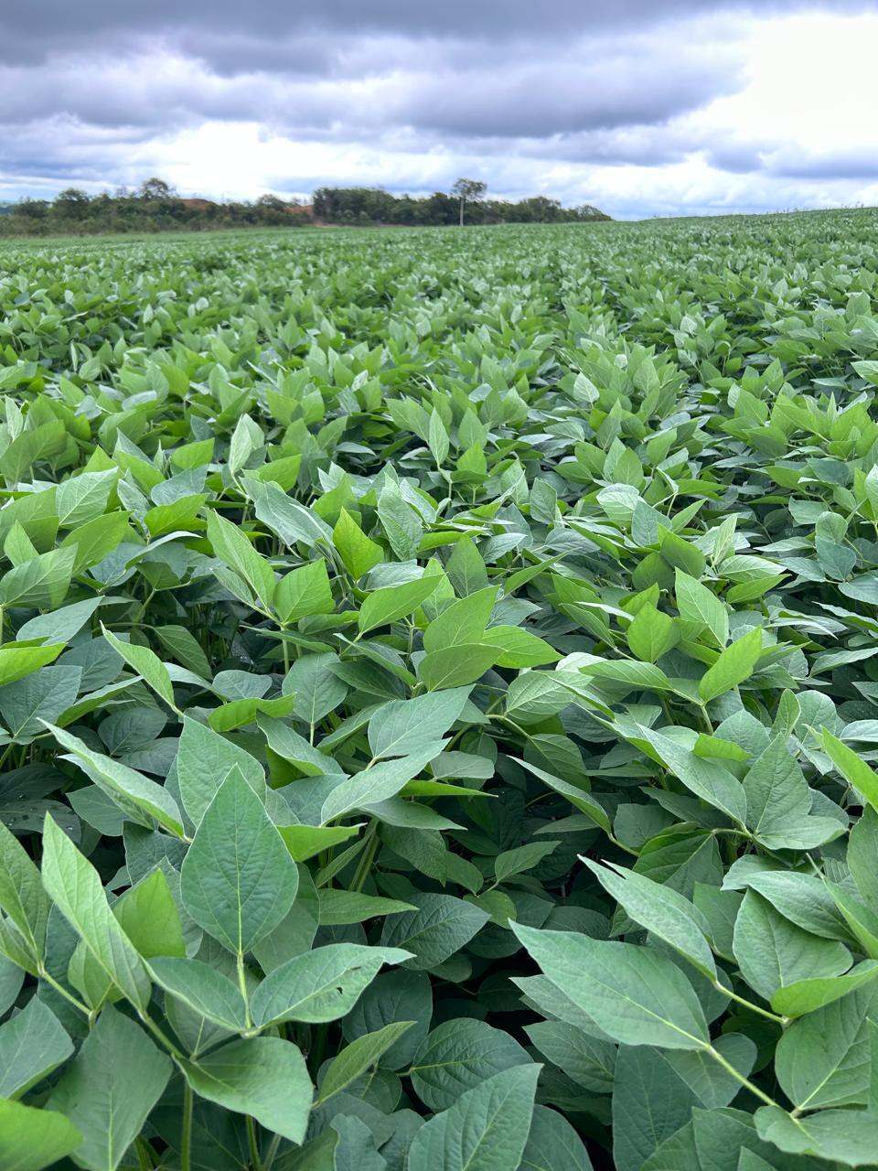 TRT-23 conclui julgamento e exclui Famato de ação sobre glifosato