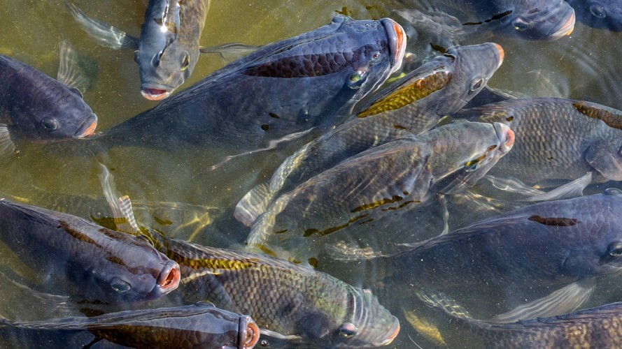 Derivados da tilápia incluem couro, curativo médico e até sorvete