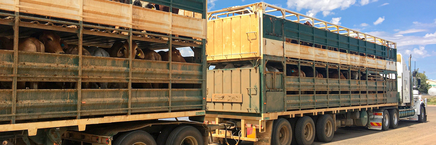 Novas regras para trânsito de animais reforçam o combate da brucelose e tuberculose no Paraná