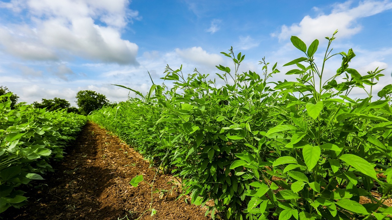 Adubo verde oferece ‘combo’ de benefícios que melhoram a produtividade e contribuem com o meio ambiente