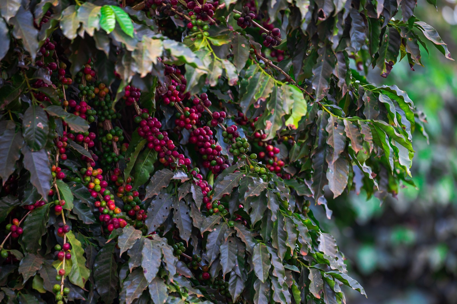 Principal item da pauta exportadora, café atingiu a receita de US$ 571,6 milhões, representando quase 53% do total das vendas externas.