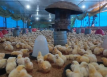 ATeG do AgroNordeste  incentiva avicultura no Norte de Minas