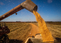 Fertilizantes e defensivos elevam custos de produção de milho em Sergipe, aponta pesquisa