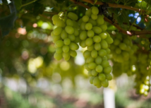 Planejamento, investimento e atenção redobrada são indispensáveis no cultivo da uva