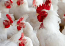 Senar Sergipe abre inscrições para novos cursos gratuitos e online nas áreas de avicultura e bem-estar animal