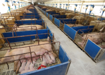 Em cinco anos, produção de carne suína de MS cresce 62%