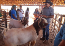 Produtores do Piauí visitam fazenda em Dormentes (PE)