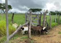 Dia de Campo apresenta resultados do “Forrageiras para o Semiárido” no Piauí