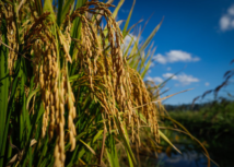 CNA debate demandas das cadeias produtivas de arroz e feijão