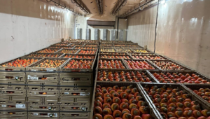 Após assistência do Senar-RN, produtores de Serra do Mel enviam 5 toneladas de caju para SP