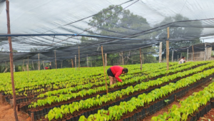 Com apoio do Sistema Faperon/Senar, viveiro comunitário produz 60 mil mudas de cacau em Vale do Anari