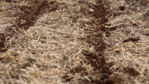 No Paraná, manejo do solo é aliado contra perdas causadas por eventos climáticos
