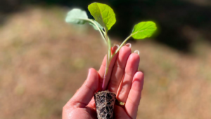 Curso de Horticultor Orgânico EAD tem aula presencial de produção de mudas