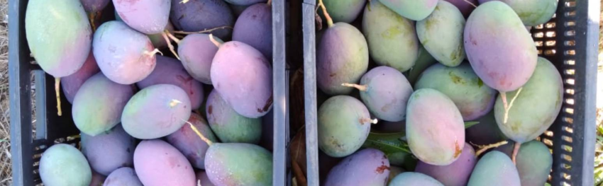 Producao de manga no Norte de MG ganha reforco com A Te G DESTAQUE