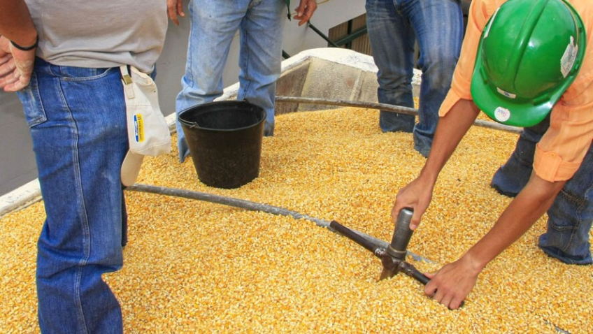 Classificacao de graos