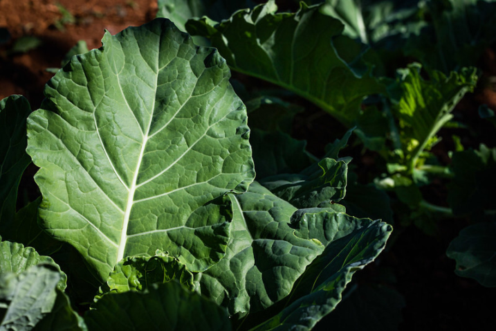 50723123203 1639223ba2 c