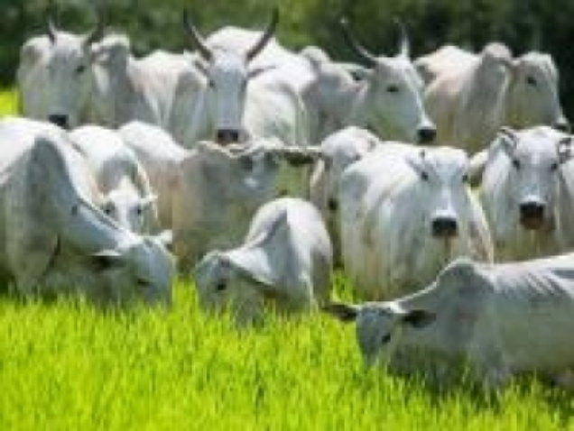 End0522 0 819701002015145450271