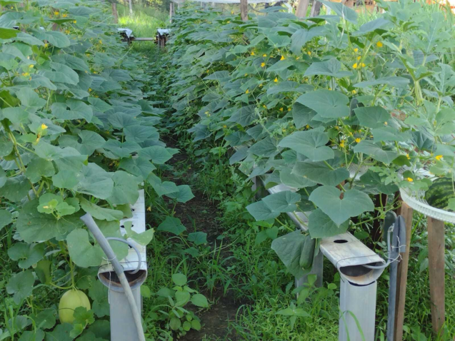 02 23 fev caso de sucesso chamadas publicas ateg 12