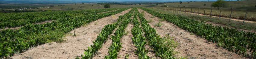 Forrageiras Semiarido