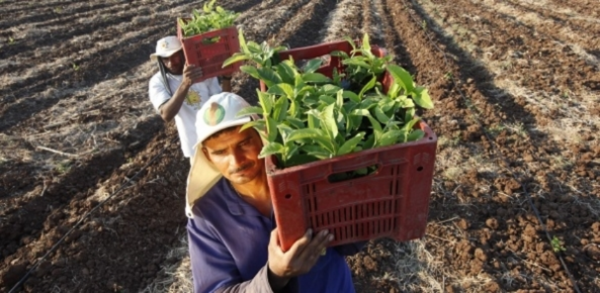 Plantacao de goiaba luciano e antonio fazenda aguas de tamandua aparecida pb 151 0 223053002015283404161